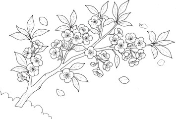 Elegant Cherry Blossom Branch Illustration in Monochrome Line Ar