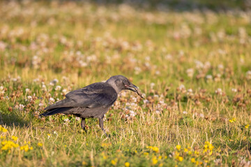 Obraz premium A Eurasian jackdaw foraging for food on the ground with food in its beak in Norway