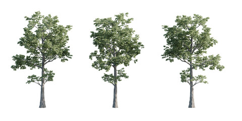 Isolated Antiaris Toxicaria PNG - Transparent Upas Tree Render