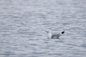A single black-legged kittiwake swimming in the water