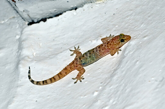Europ&auml;ischer Halbfingergecko // Mediterranean house gecko, Turkish gecko (Hemidactylus turcicus)