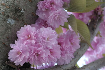 fleur rose
