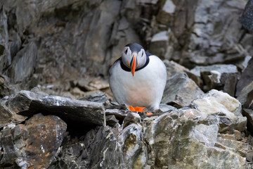 A single Atlantic puffin looking straight into the camera in Svalbard