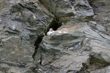 A single Atlantic puffin resting in a hole on the side of a rocky cliff in Svalbard