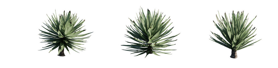Sisal Agave (Agave Sisalana) PNG Cutout - Isolated Succulent Plant for Arid Landscape & Visualization
