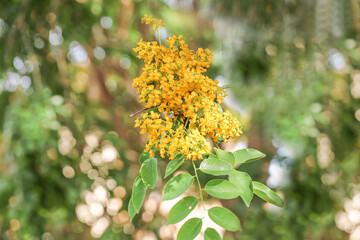 Close up of bright yellow padauk flowers bloom on the top branch, along with the green leaves. The national flower of Burma. Pterocarpus macrocarpus or padauk flowers. For Thingyan Water Festival.