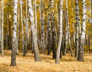Obraz premium birch forest in autumn inside the planting of yellowed trees