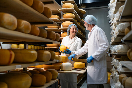 Working together and making high quality cheese in dairy aging room. Cheesemaking experts working in food factory controlling quality of aged cheese product.