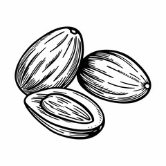 Monochrome line sketch of whole and halved nutmeg seeds with visible inner texture, representing aromatic spice, culinary use, and natural seasoning
