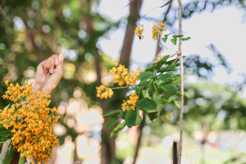 The hands of an ASEAN woman are trying to pick a yellow padauk flower from a tree branch. (Pterocarpus macrocarpus) In the natural outdoor garden.
