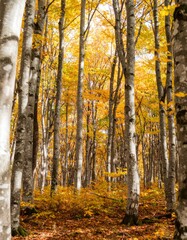 Fototapeta premium birch forest in autumn inside the planting of yellowed trees