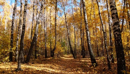 Fototapeta premium birch forest in autumn inside the planting of yellowed trees