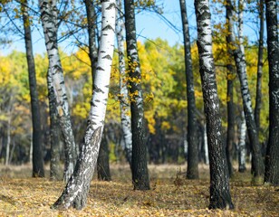 Fototapeta premium birch forest in autumn inside the planting of yellowed trees