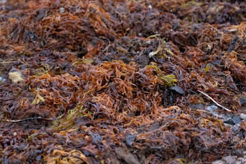 A closeup of vesicles rockweeds in Greenland