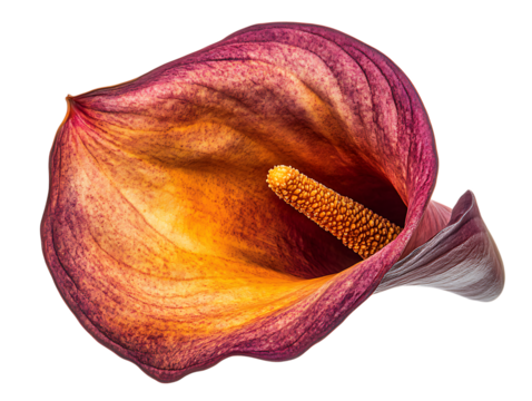 Calla Lily 