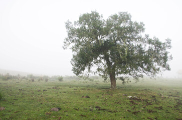 tree in a foggy meadow, brazil