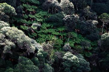Tropical forest with ferns and rainforest trees.