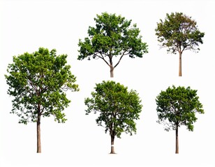 Obraz premium Four trees collection. Green plants with leaves, garden botanical, forest vector