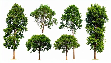 Four trees collection. Green plants with leaves, garden botanical, forest vector