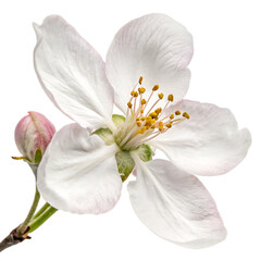 Fototapeta premium Delicate spring apple tree flower blossom isolated on a transparent background png