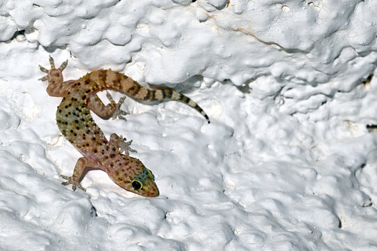 Europ&auml;ischer Halbfingergecko // Mediterranean house gecko, Turkish gecko (Hemidactylus turcicus) - Peloponnes, Griechenland
