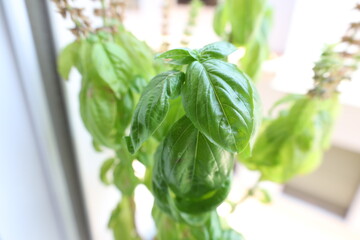 Hojas de albahaca fresca en primer plano, con luz natural y fondo desenfocado. Imagen orgánica y...