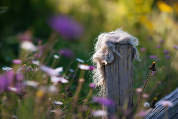 Obraz premium Wool caught on an old wooden fence post, surrounded by wildflowers, shallow depth of field