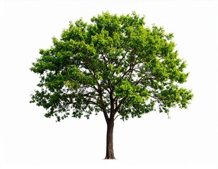 Tree set, isolated on white background, clear image Suitable for all types of work 