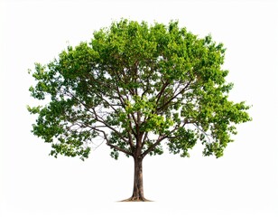 Tree set, isolated on white background, clear image Suitable for all types of work 