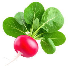 3D illustration of a fresh red radish with vibrant green leaves. Perfect for food, nutrition, and healthy eating designs. Isolated on transparent white and transparent background.