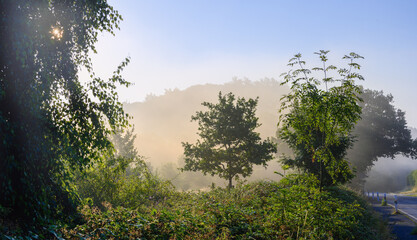 Sonne drückt den Morgennebel herunter, Gräser Wiese kleine Eichenbäume