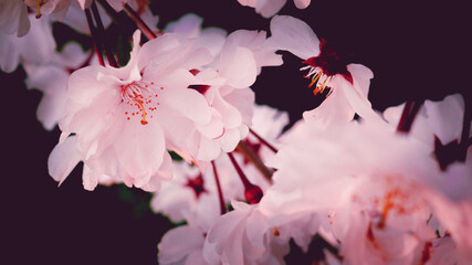 暗闇にうかぶ桜