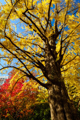 Obraz premium 秋の散歩の途中で見つけた光景