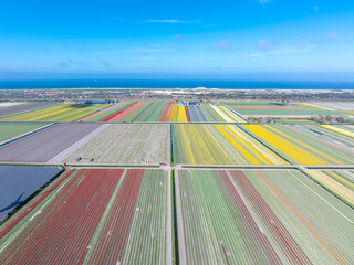 Holland - Tulpen - Niederlande