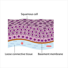 Nonkeratinized stratified Squamous Epithelium diagram