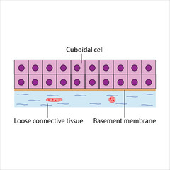 Diagram of Stratified Cuboidal Epithelial Tissue and Associated Structures