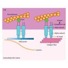 Focal Adhesion plaques - Integrin-Mediated Cell Interactions in the Extracellular Matrix