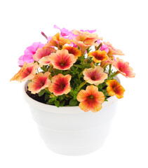 Bouquet of flowers petunia in a pot.