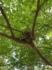 bird nest in tree in the forest