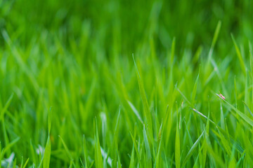 Green grass with long leaves close-up with blurred background and empty copy space to add text, advertising slogan in upper side on the theme of eco-friendliness, nature conservation