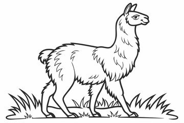 coloring page line art the alpaca black vector