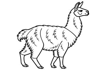 coloring page line art the alpaca black vector