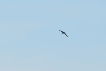 Swallows flying in the blue sky, a summer scene	