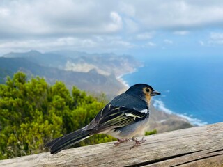 bird on a fence