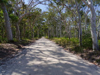 Dirt road in an Australian forest, In the Noosa's everglades.