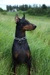 A Doberman is seen poised in a grassy area, showcasing its alert nature. The dog has a shiny coat and a chain collar, surveying the surroundings on a cloudy day.