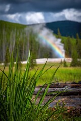 Lush green grass in a natural landscape with a rainbow and geyser.