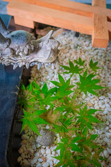 北海道　帯広市　帯廣神社の花手水