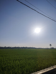 Bright sunlight over a lush green rice field under a clear blue sky, capturing the essence of rural landscape
