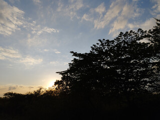 Silhouetted trees during sunset with a glowing sky and soft scattered clouds, evoking a calm and natural atmosphere